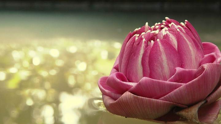 Pink Rose Closeup In River